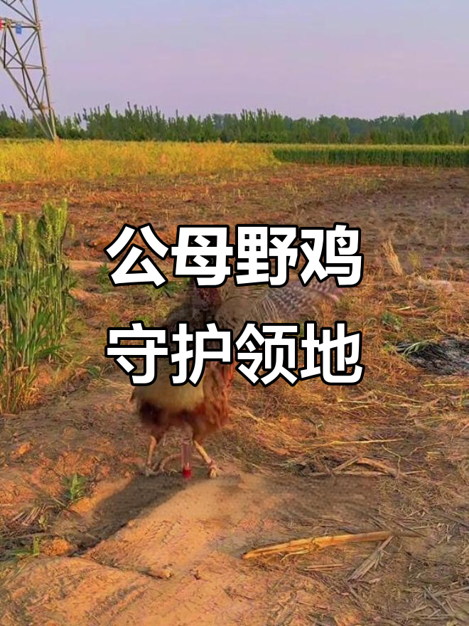 野鸡配对后形影不离,公母共守领地