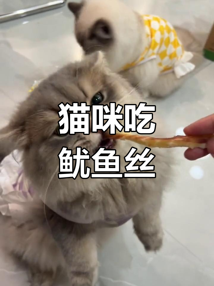 小猫咪也爱鱿鱼丝,真奇怪