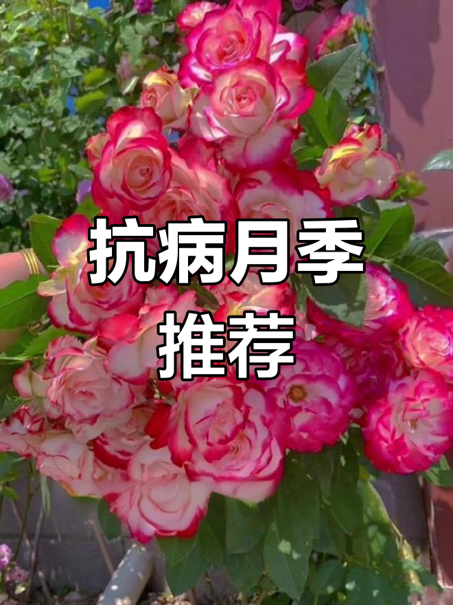 这些月季抗病力强,高温下依然盛开,适合新手栽培