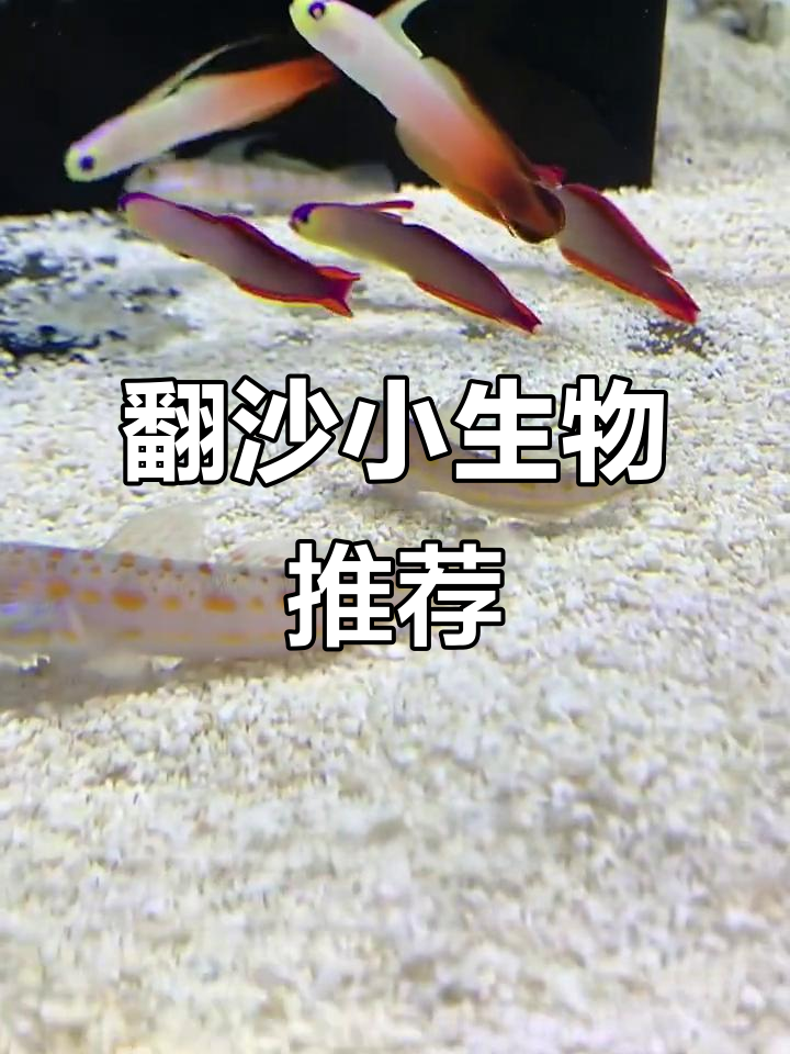 海缸翻沙生物大揭秘,海参、虾虎都能帮忙清理沙子