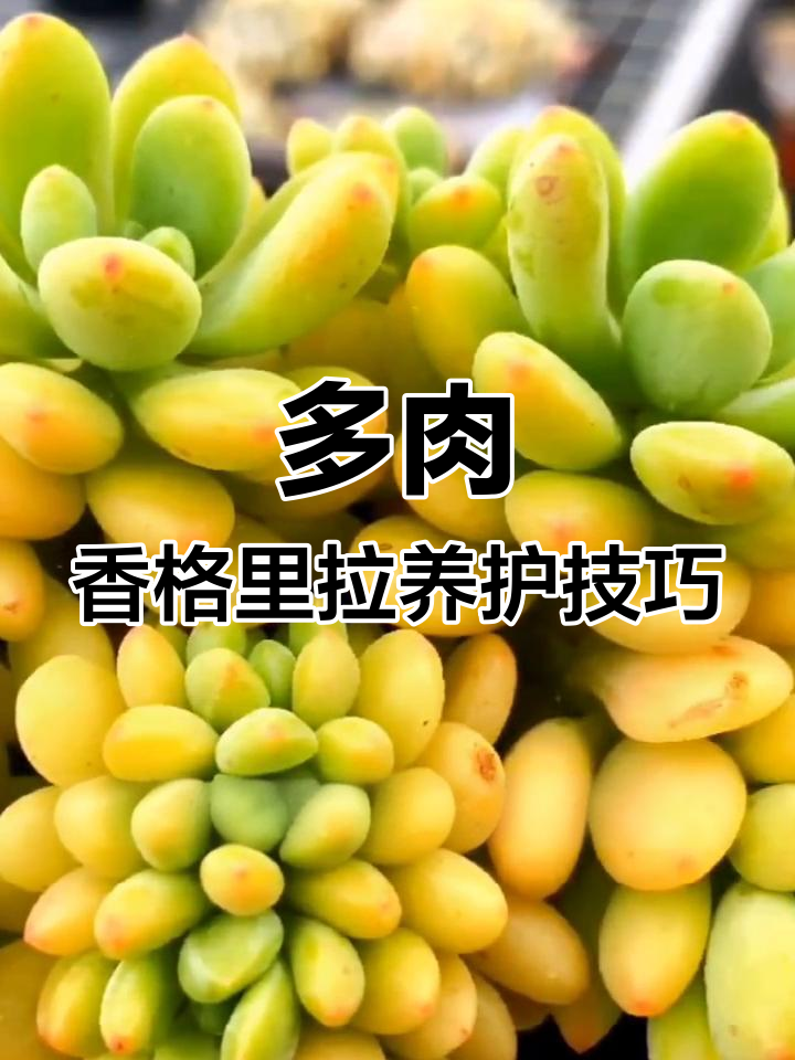 香格里拉多肉养护全攻略
