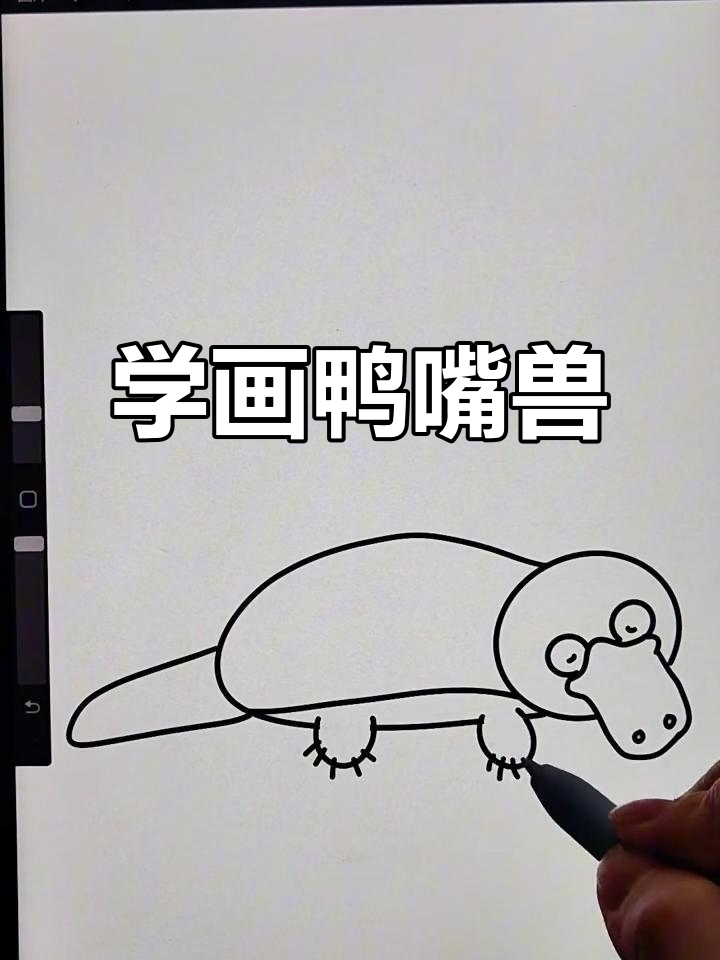 鸭嘴兽的画法,简单又可爱