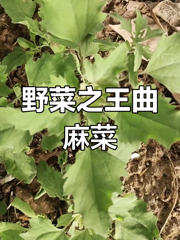 东北野菜之王,曲麻菜的独特美味你尝过吗?