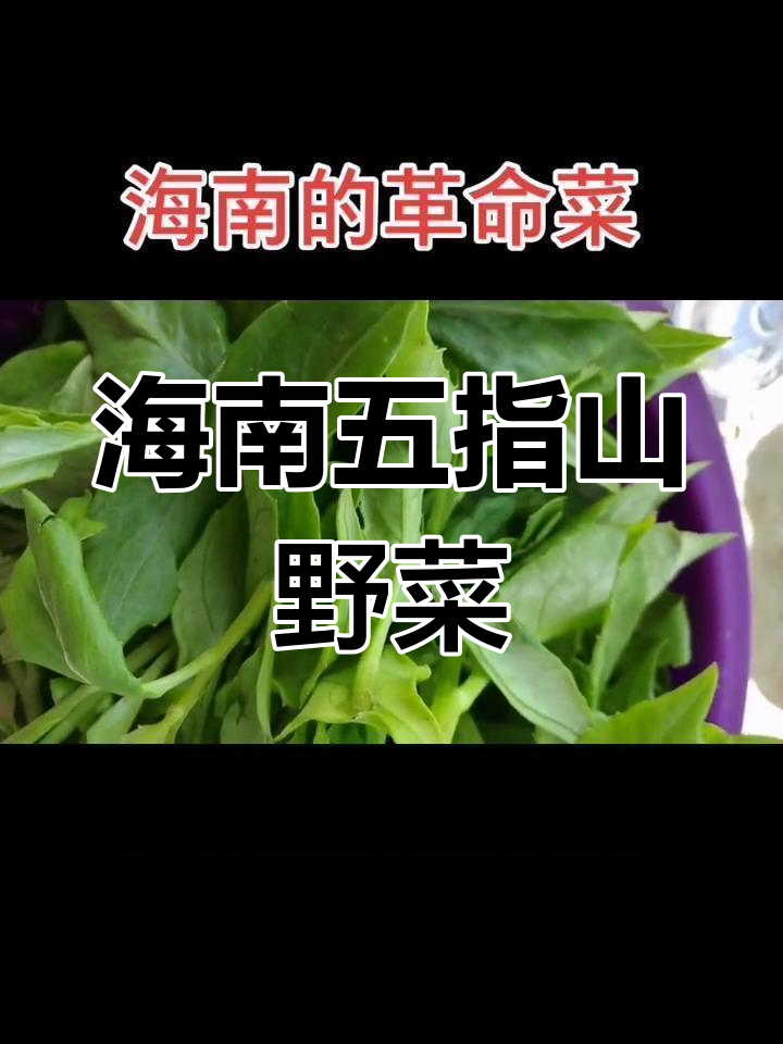 五指山革命菜:天然绿色健康食品