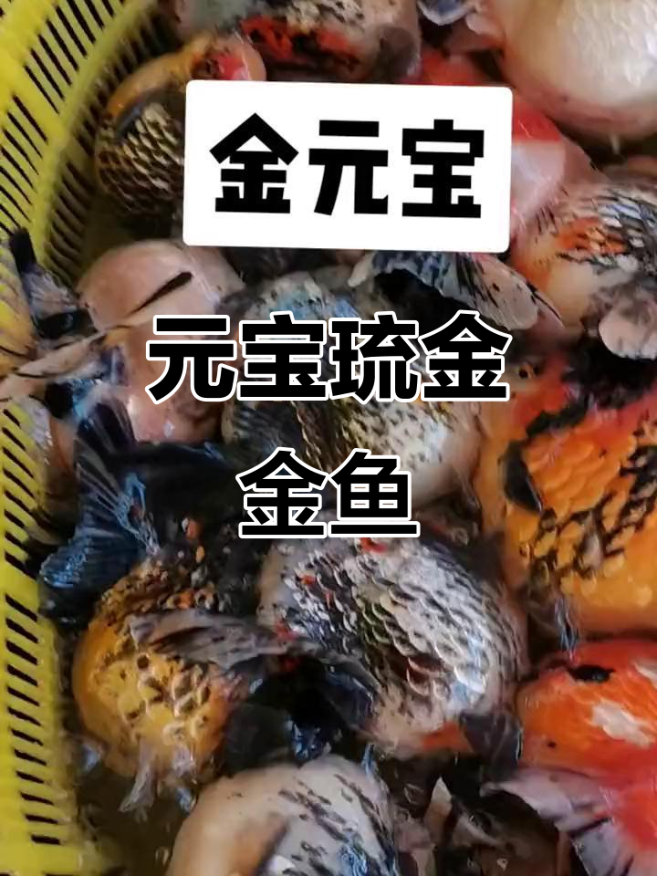 元宝琉金金鱼:观赏与友鱼阁的魅力