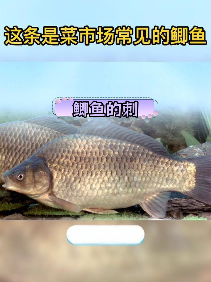 鲫鱼刺多,吃法有讲究