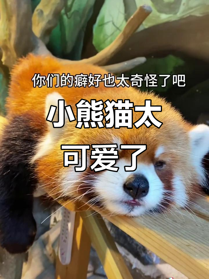 小熊猫的萌态，人类真变态！