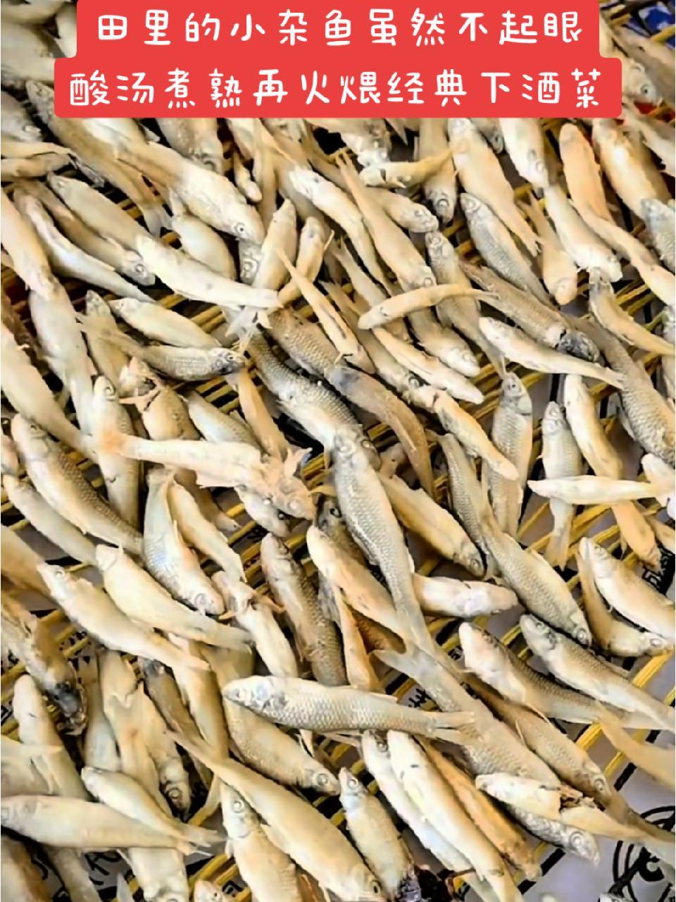 田里长大的小杂鱼,尤其棒花鱼和麦穗鱼,清水净养,酸汤煮熟,再用炭火煨干,和青辣椒一炒。啧啧