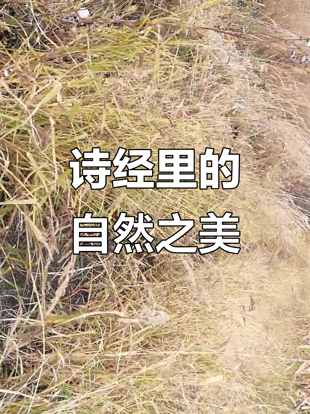 东北野草,带你走进诗经中的“蒹葭”美景