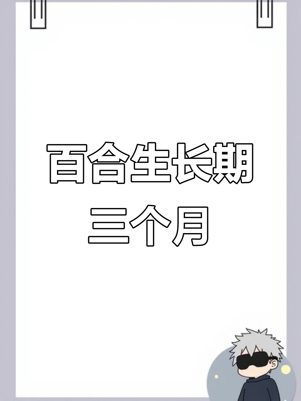 食用百合生长周期揭秘:从播种到开花只需三个月