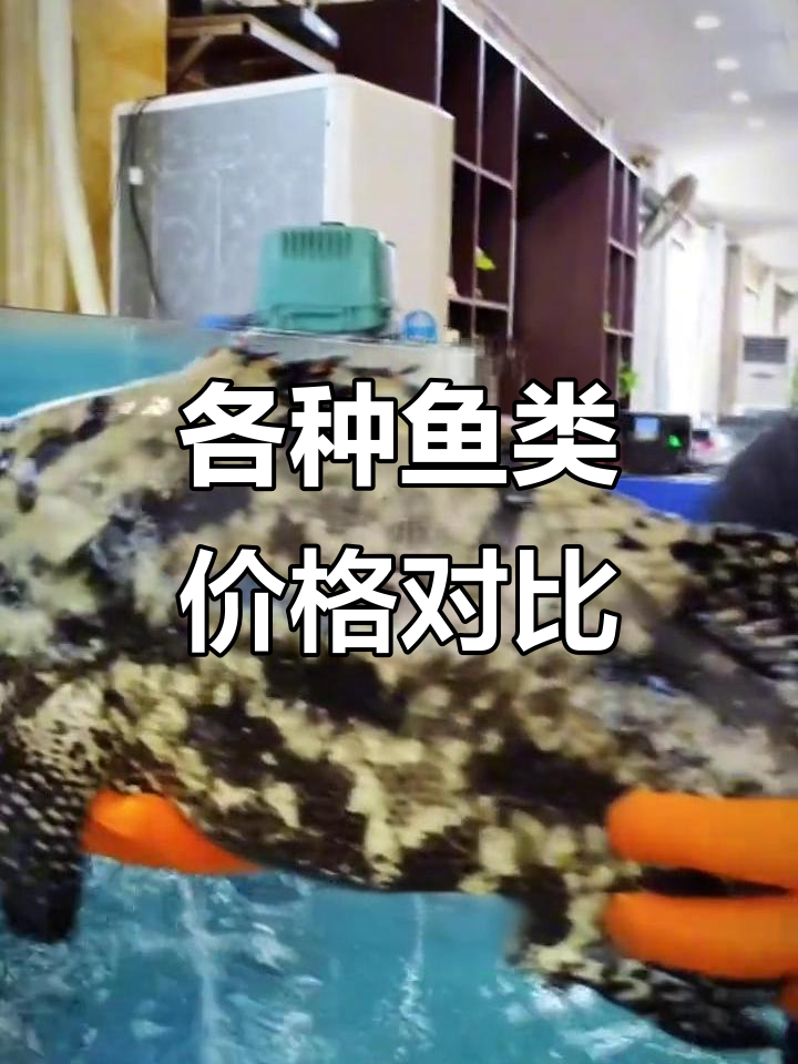 各种鱼的价格大揭秘：从老鼠斑到东青鱼的差距
