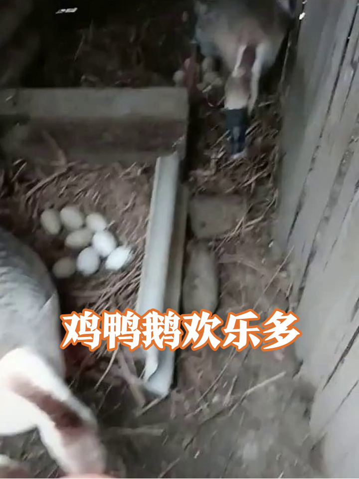 鹅妈护蛋鸭宝干饭,农场动物的欢乐日常!
