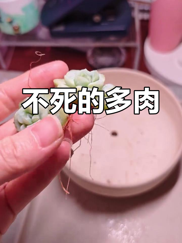 半年不种冰玉多肉,竟然不死!怎么做到的?
