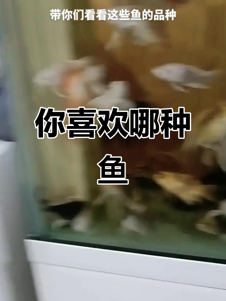 鱼的种类千千万,你最喜欢哪一种?