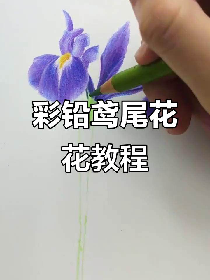 彩铅画鸢尾花，简单步骤教你画出层次感