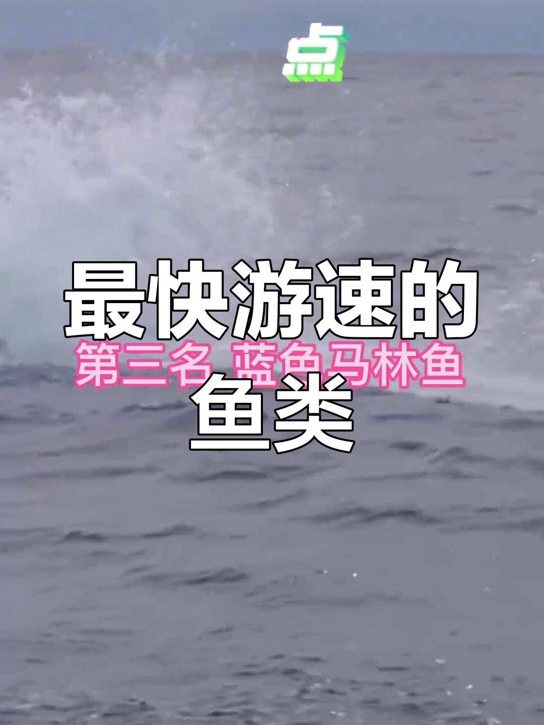 蓝色马林鱼:海洋中的游泳冠军