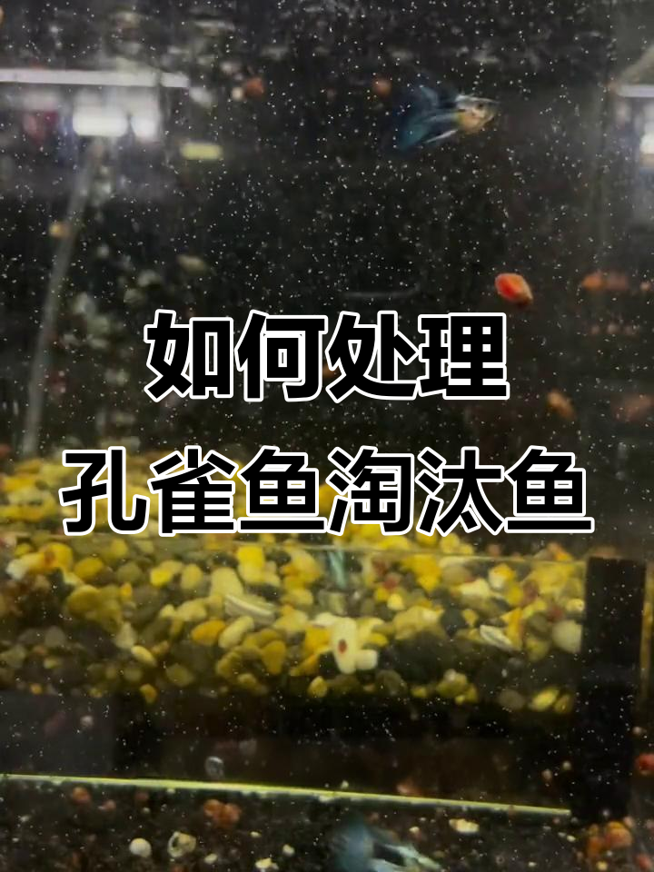 孔雀鱼淘汰鱼的命运：如何处理并回归自然