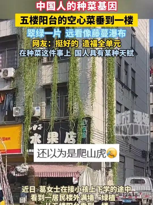 居民种的空心菜从五楼垂到一楼,远看像“藤蔓瀑布”令人叹服