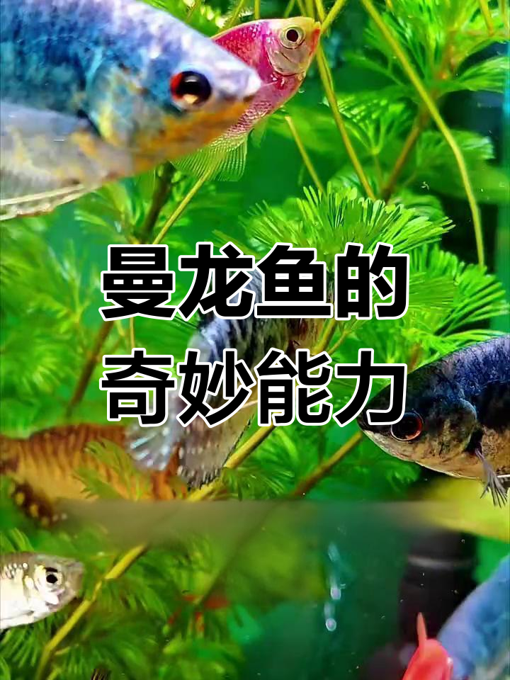 曼龙鱼神奇自生,吃蛋白虫还能净化水质!