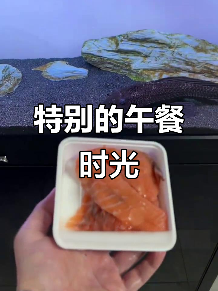 三文鱼刺身大餐,猫咪争抢美味,小虎却不喜欢这口味