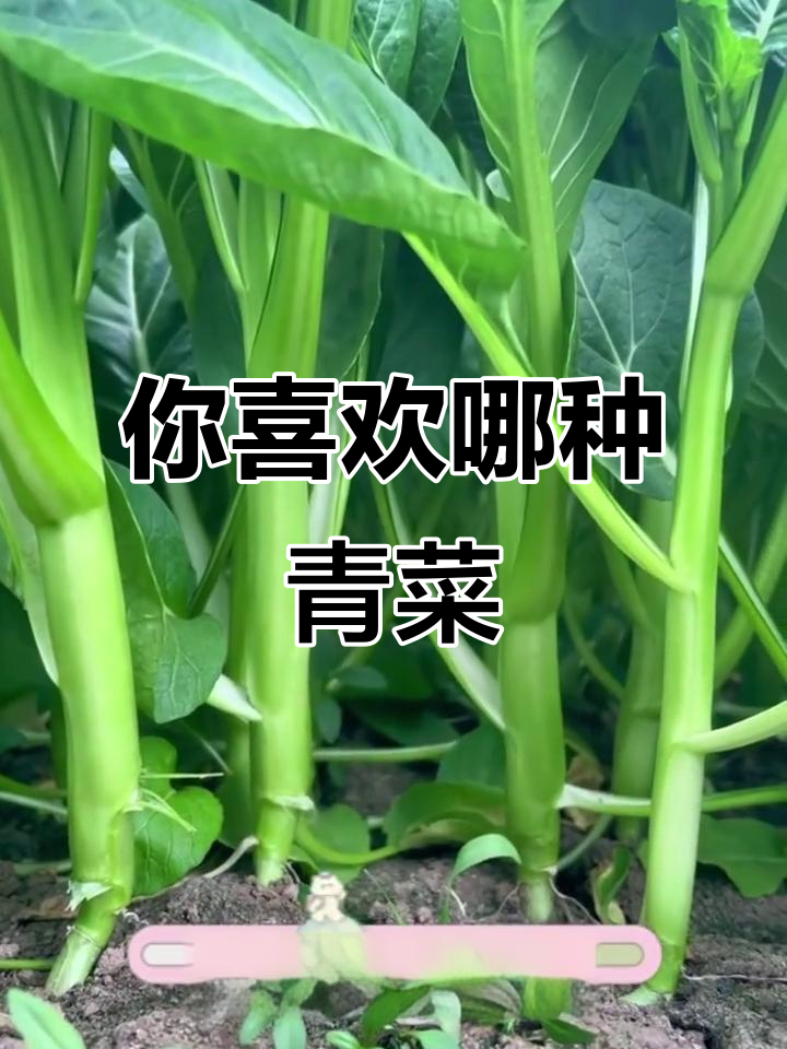10种常见青菜，你最喜欢哪一种？