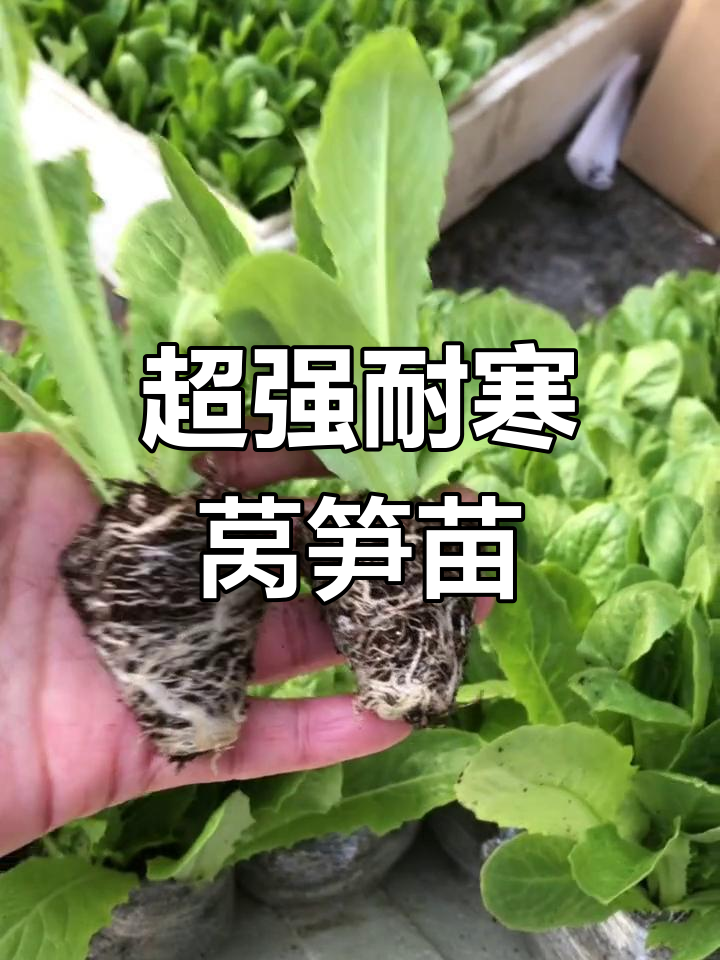 耐寒莴笋苗,根壮叶嫩,秋冬必备绿色蔬菜