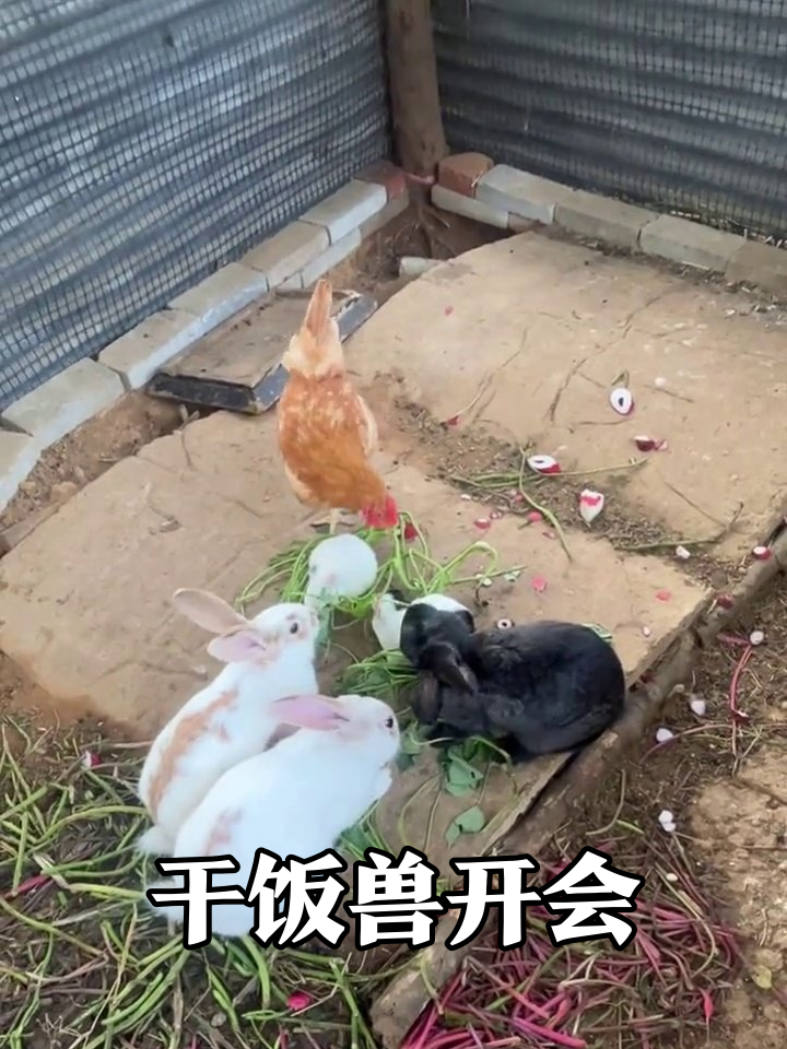 兔子豚鼠抢食大战，鸡大哥空降秒变干饭王