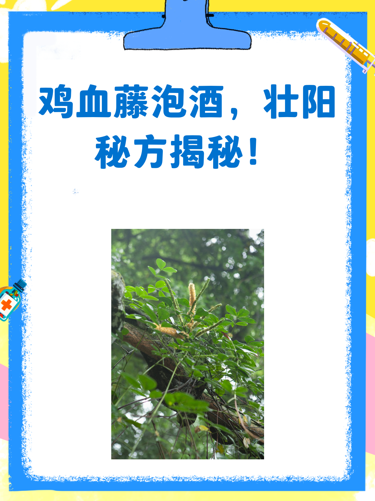 揭秘!鸡血藤泡酒,真的能壮阳吗?
