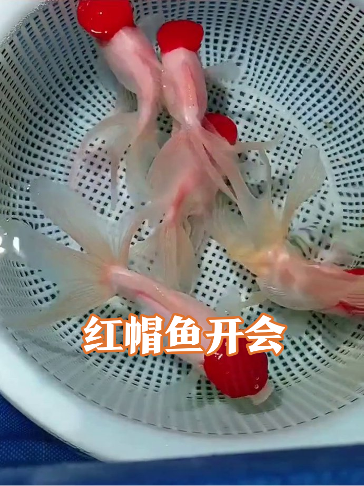 红帽金鱼挤挤更快乐,这是在开早会还是抢C位?