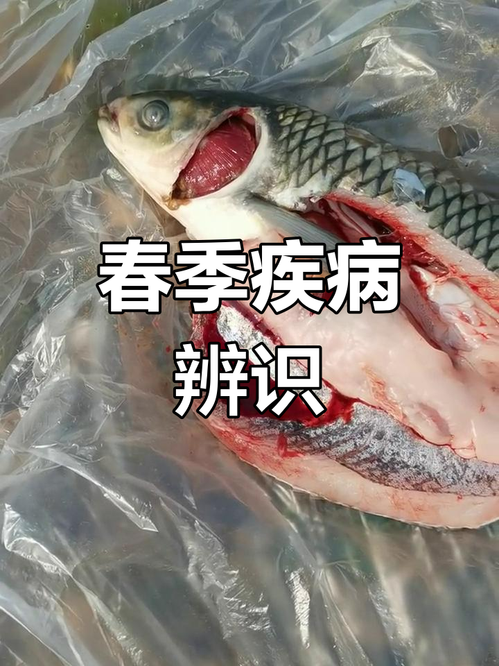 春季常见病症,别误诊为水霉病,及时治疗避免损失