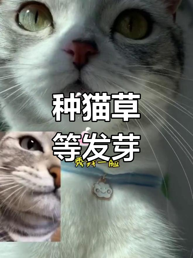 泡芙和安生一起种猫草,期待发芽