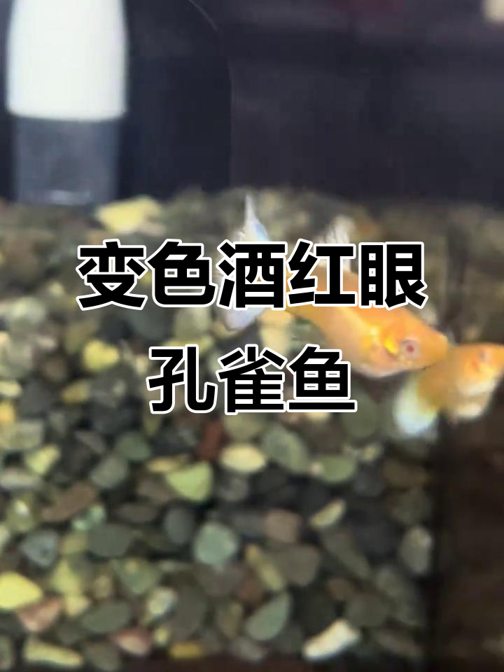 酒红眼白草尾孔雀鱼,眼睛变色超有趣!