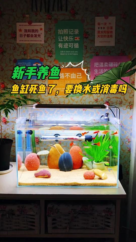 新手养鱼空气缸,鱼缸死鱼了需要整缸换水吗