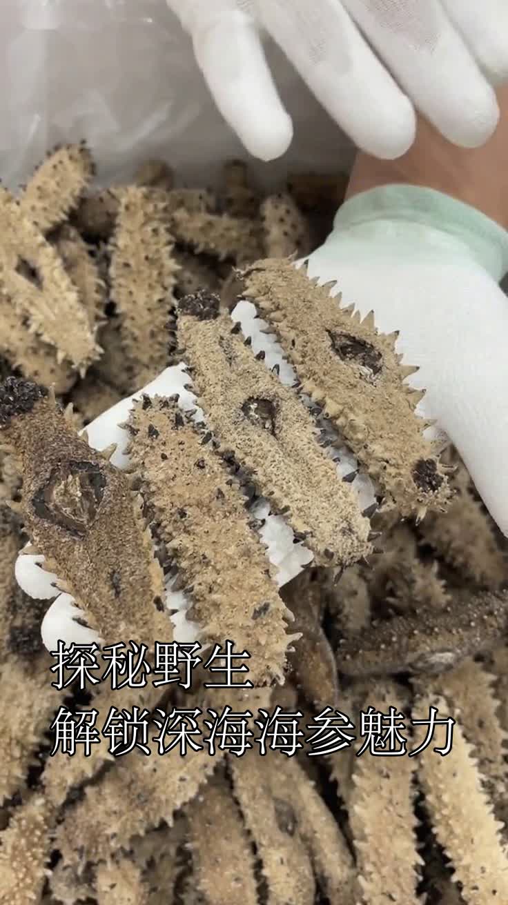 探秘野生解锁深海海参魅力