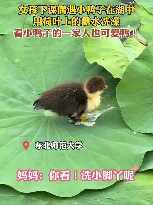 女孩下课偶遇小鸭子在湖中，用荷叶上的露水洗澡。看小鸭子的一家人也可爱鸭！小鸭子用露水洗澡萌