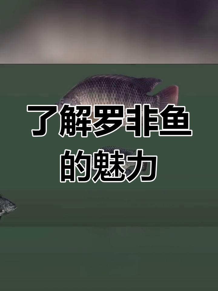 罗非鱼:从非洲到中国的钓鱼新宠
