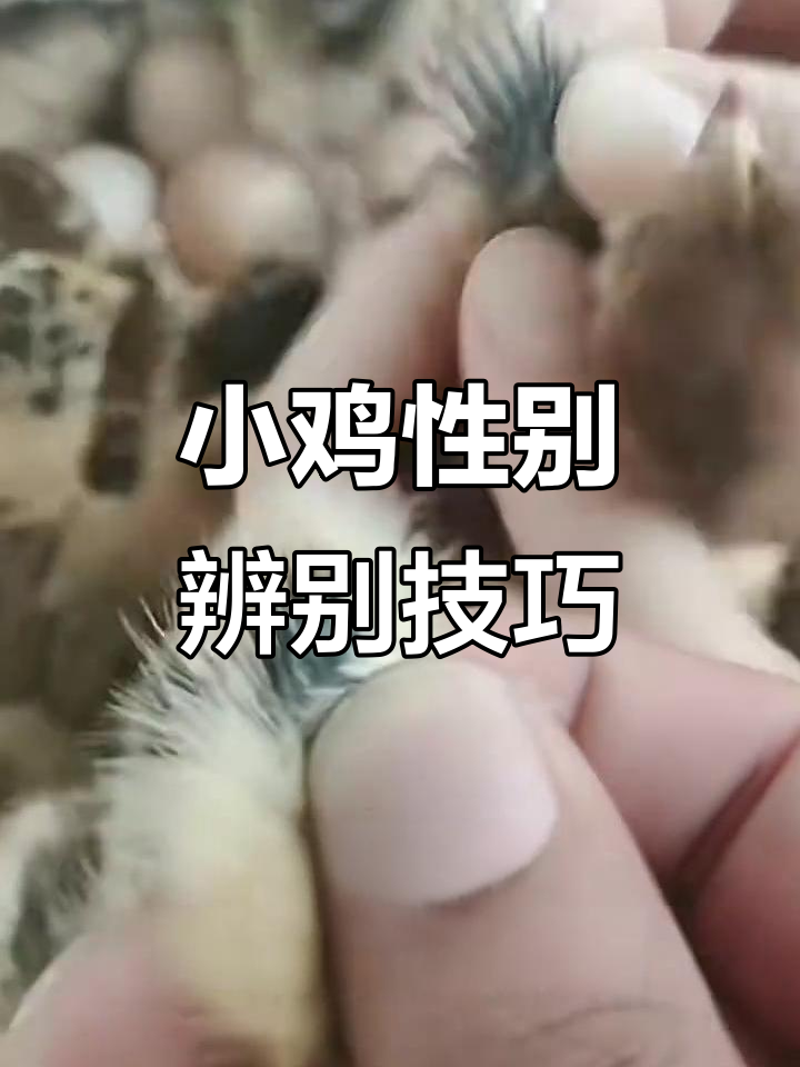 分辨公母小鸡,翅膀一招搞定