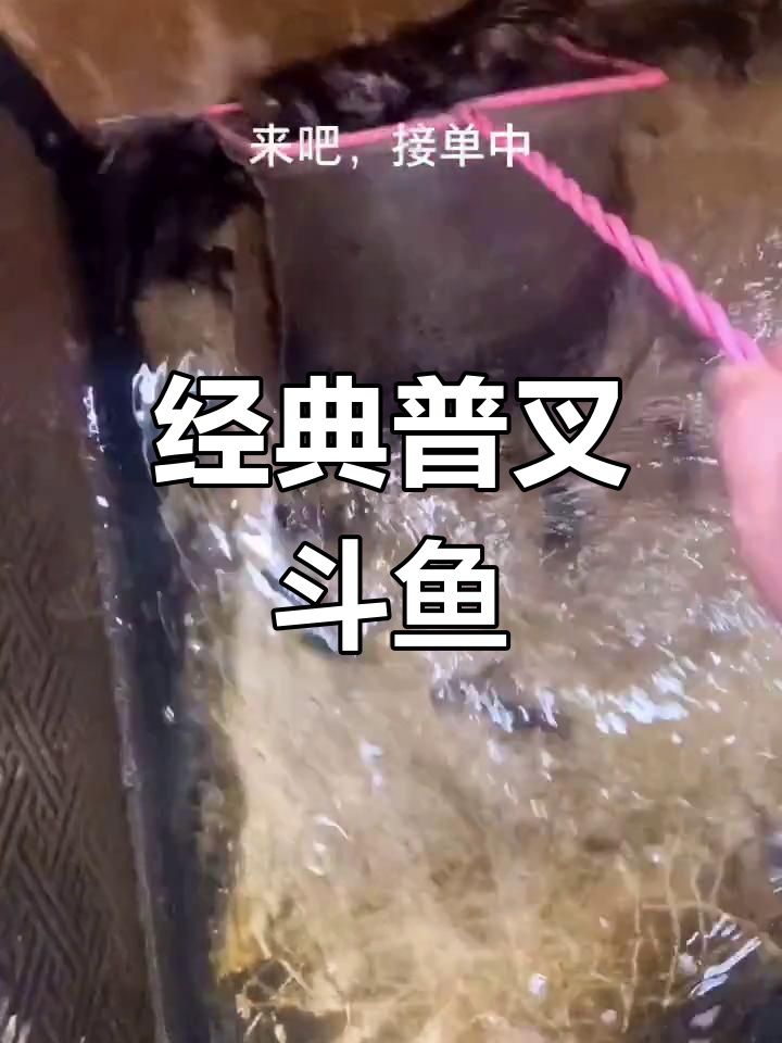 童年回忆中的普叉斗鱼,耐养易喂