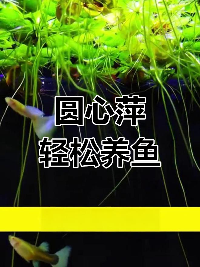 轻松养鱼,白云金丝来袭