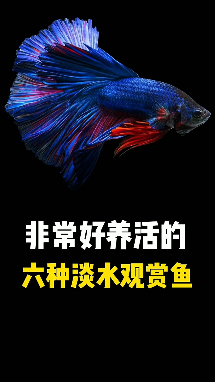非常好养活的六种淡水观赏鱼