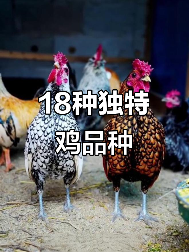18种奇特鸡类大揭秘,看看你认识几种?