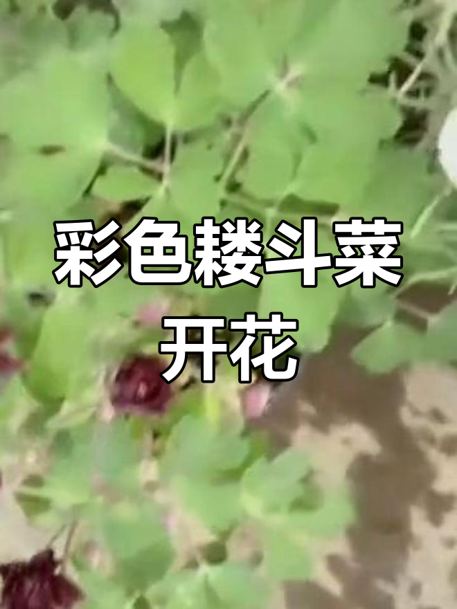 多色重瓣耧斗菜盛开,春季花海等你来赏