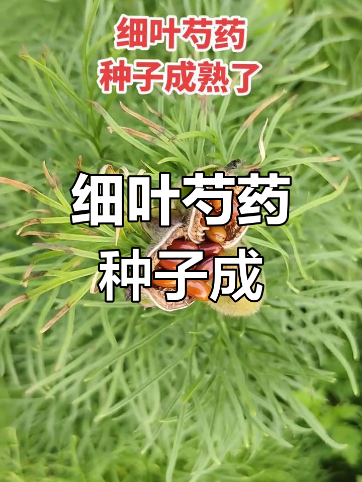 细叶芍药种子成熟,发育期超短惊艳!