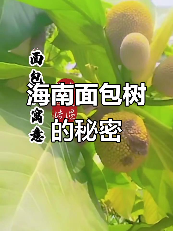 海南热带面包树揭秘:从果实到木材的神奇用途