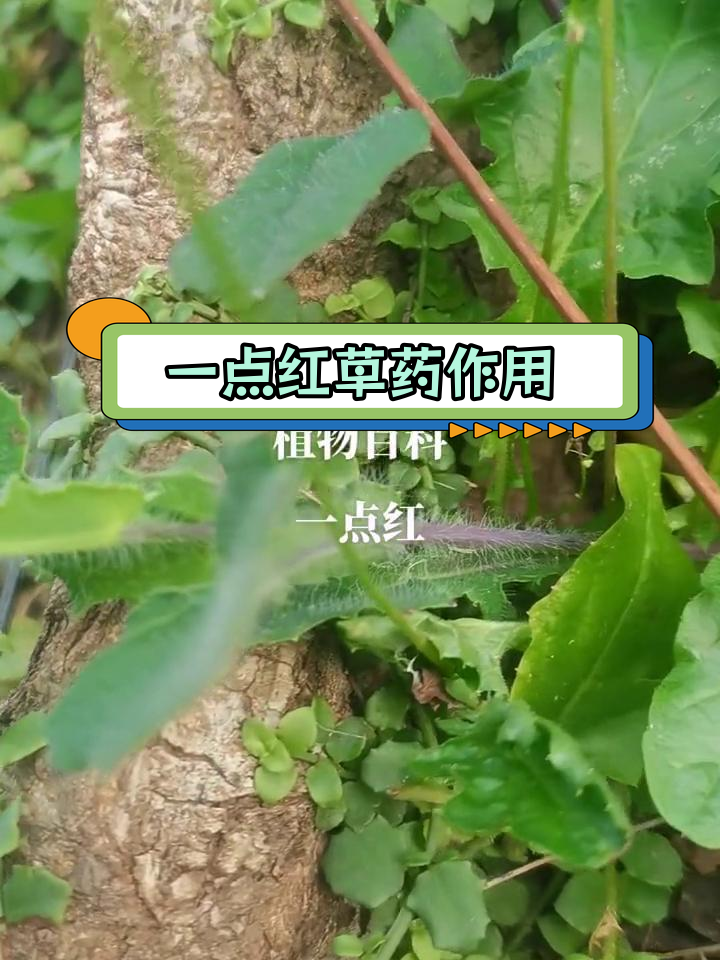 一点红的药用功效与应用