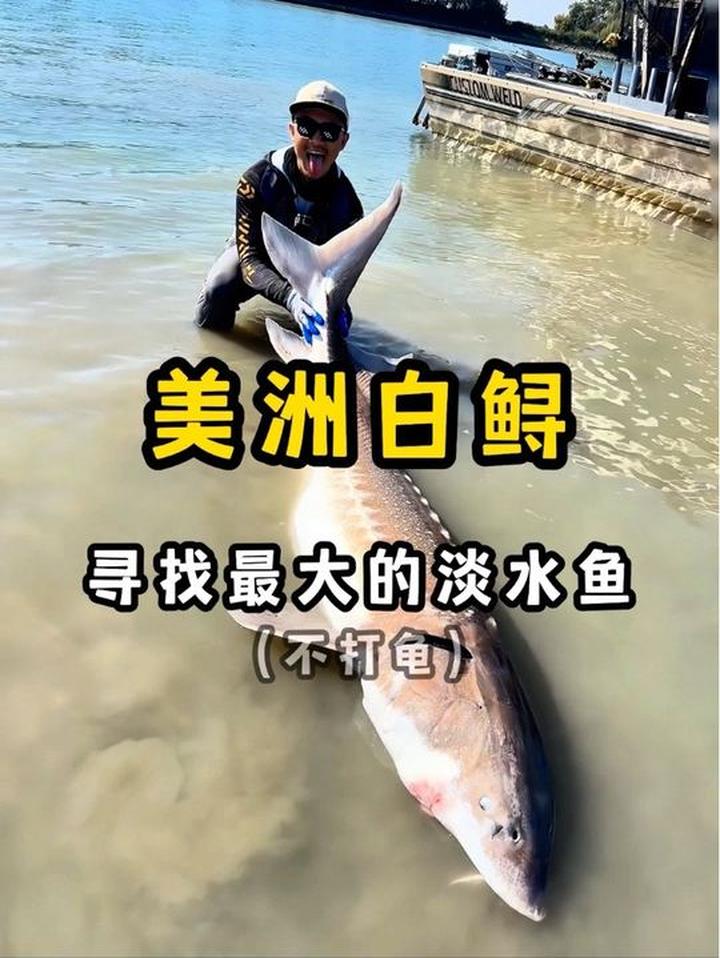 美洲最大淡水鱼,钓鱼时竟被它“教训”了