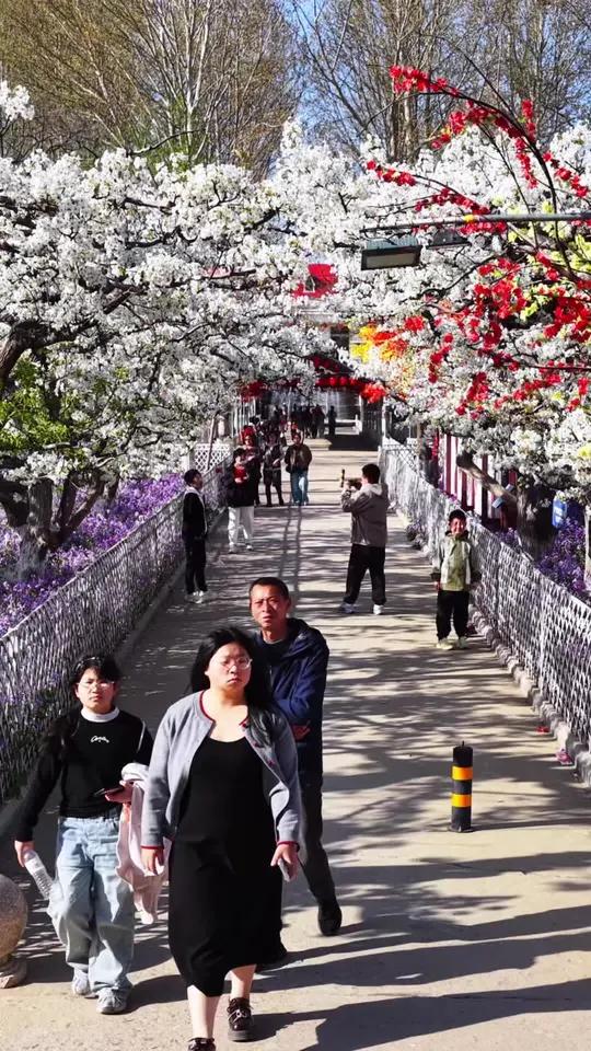 “忽如一夜春风来 千树万树梨花开”梨花盛开季节#黄家庄葡萄酒庄#这么近那么美周末到河北 #