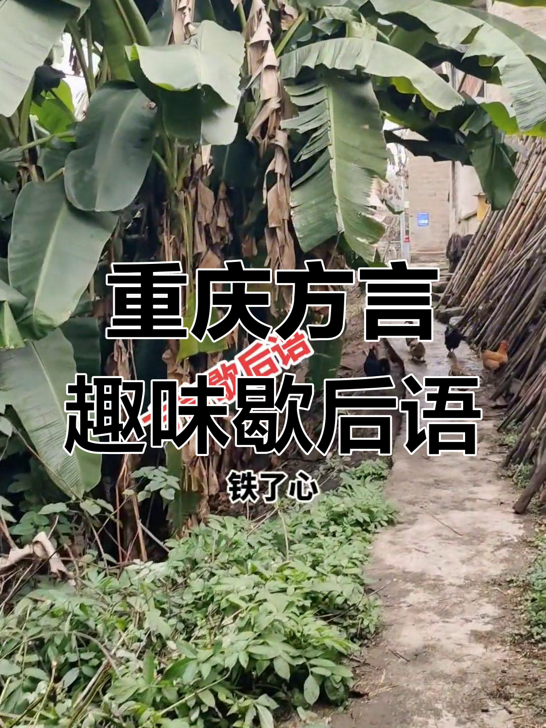 重庆方言歇后语大揭秘:乌龟、乌鸦与狗的搞笑对话