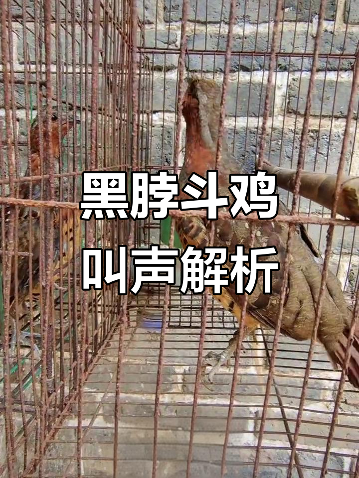 竹鸡对叫,黑脖斗鸡文化大揭秘