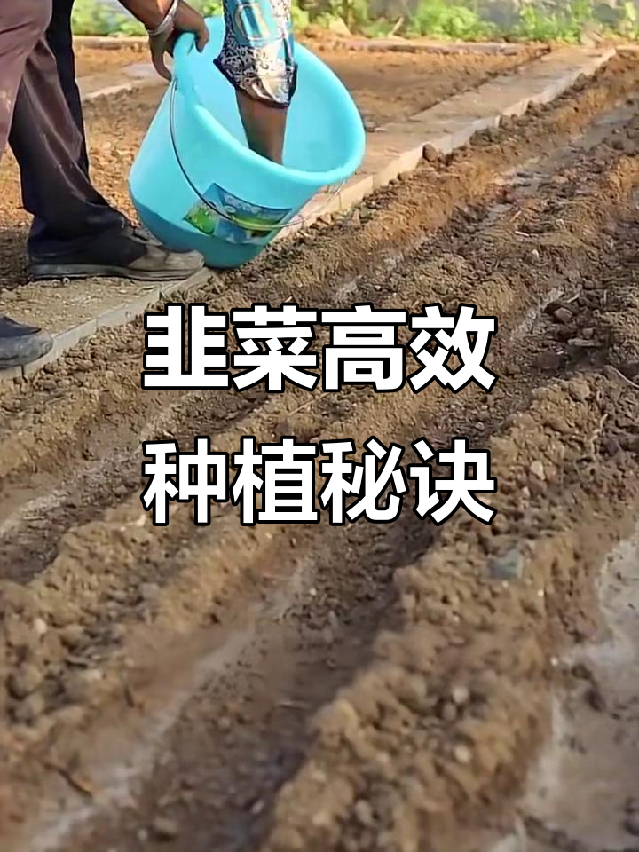 韭菜种植技巧:如何避免出苗不均和烧苗问题